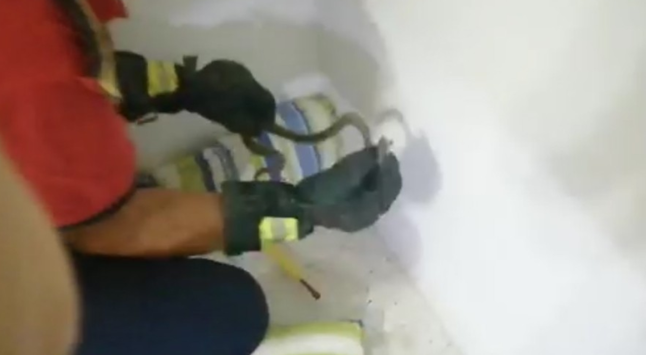 Eve giren yılan korku dolu anlar yaşattı!